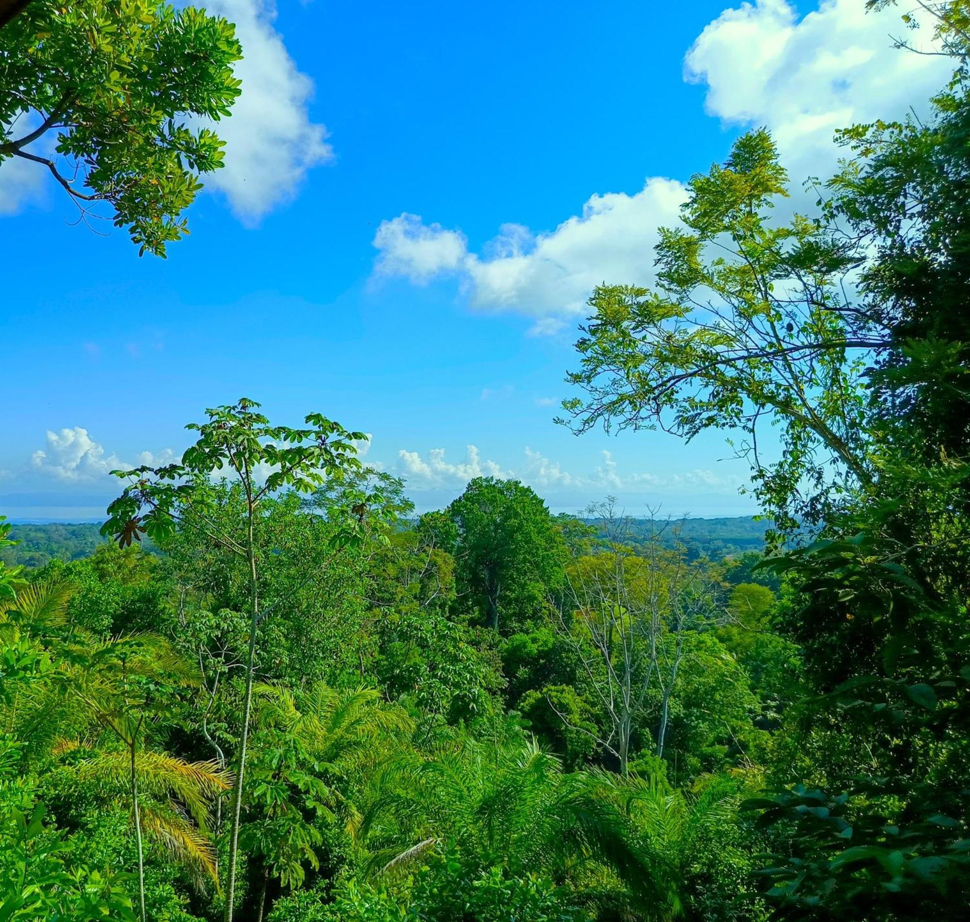 Corcovado Private Villas - Corcovado Private Reserve Puerto Jiménez Exteriér fotografie
