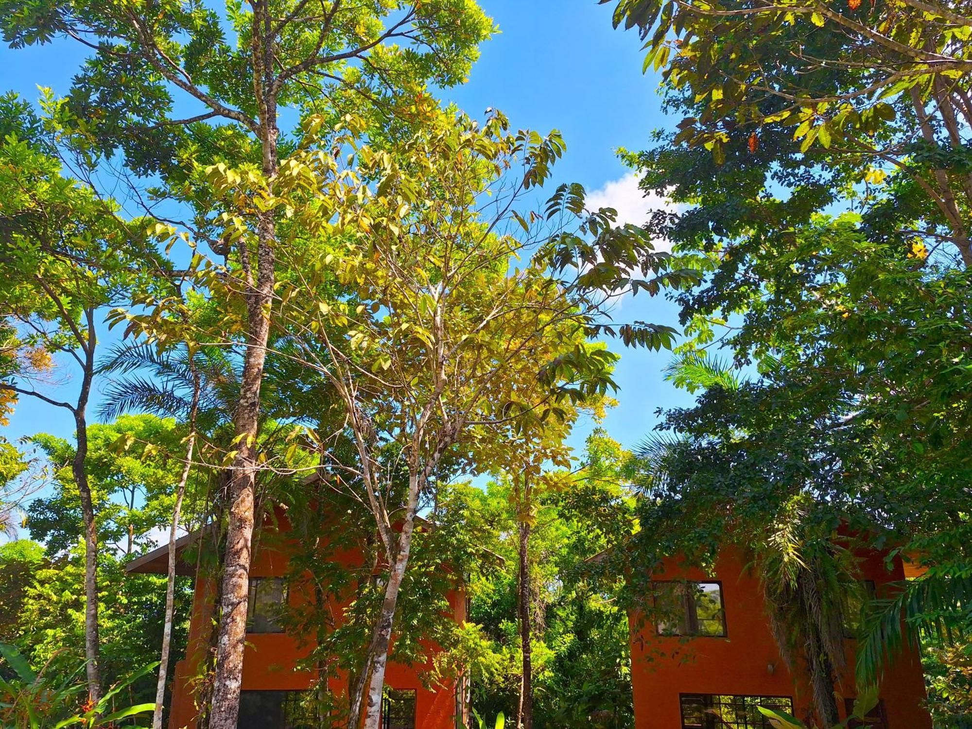 Corcovado Private Villas - Corcovado Private Reserve Puerto Jiménez Exteriér fotografie
